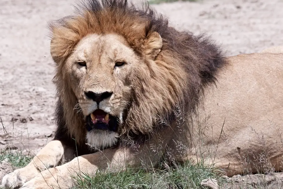Serengeti_Sued520.jpg