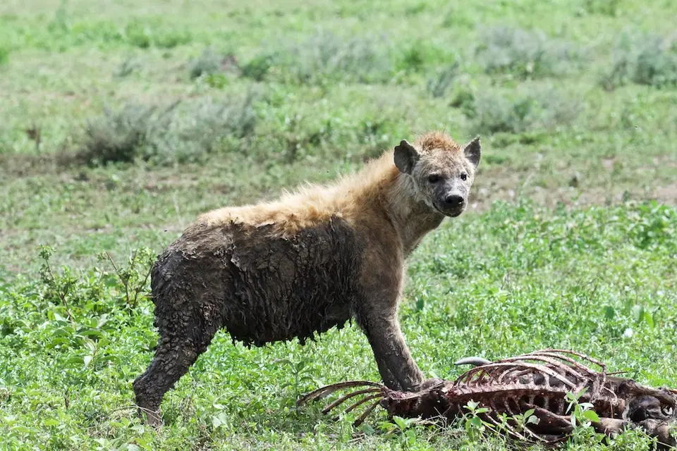 Serengeti_Sued521.jpg