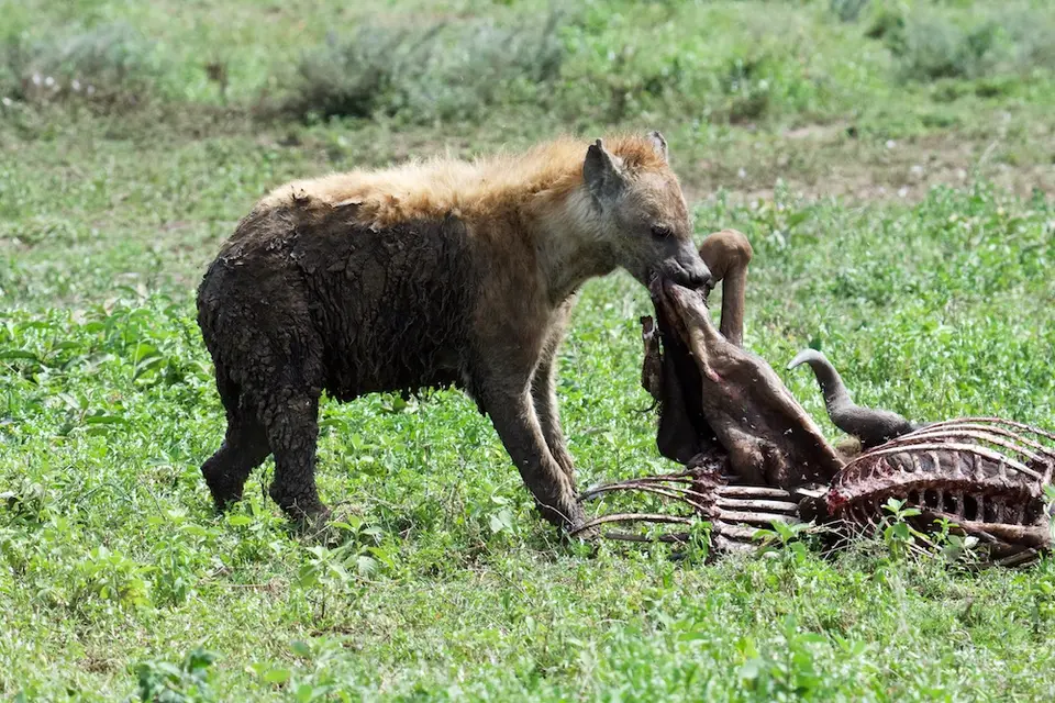 Serengeti_Sued522.jpg
