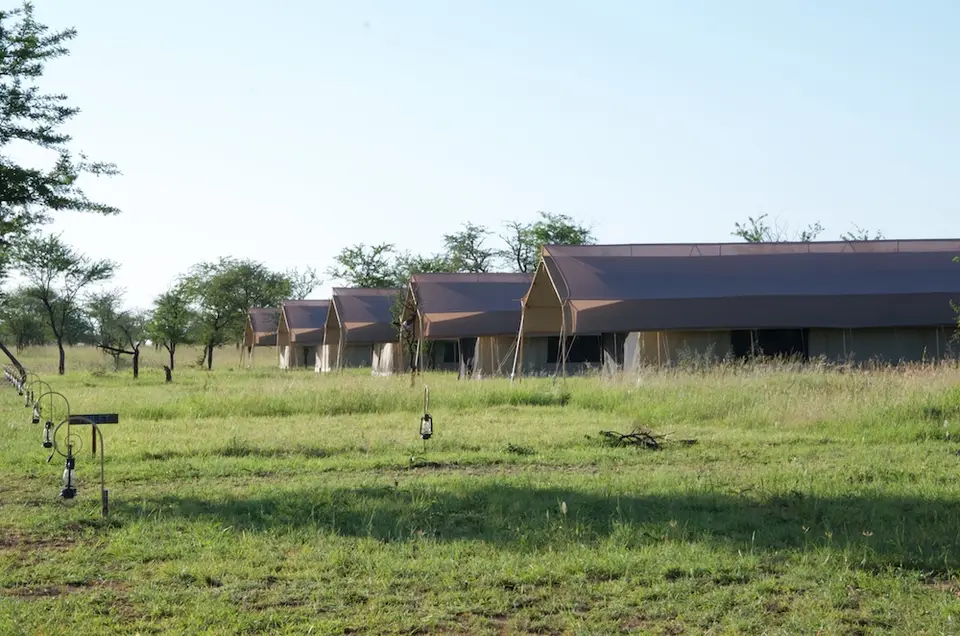 Serengeti_Tortilis587.jpg