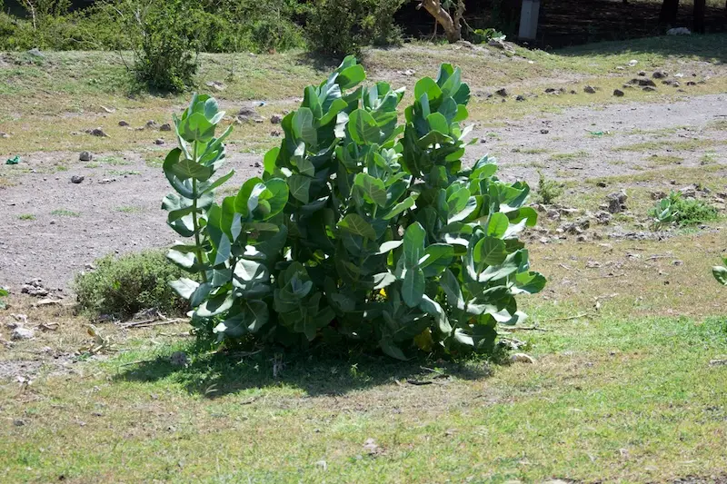 Tarangire271.jpg