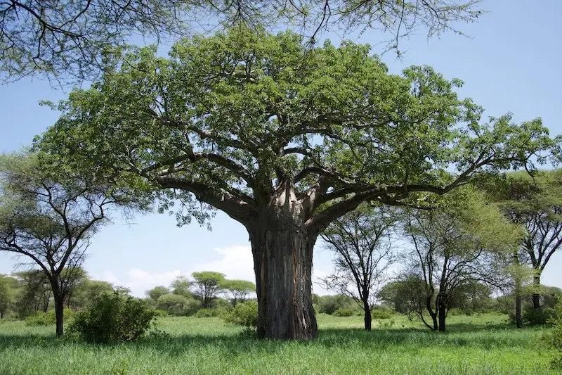 Tarangire275.jpg
