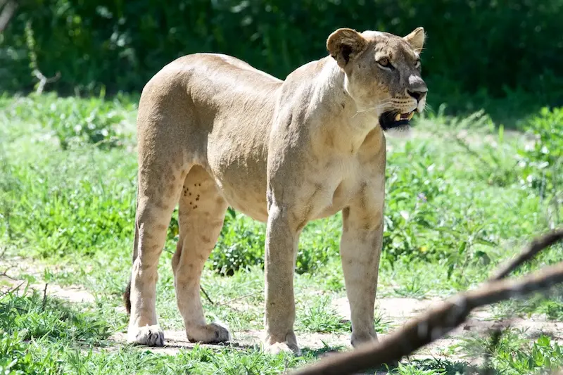 Tarangire295.jpg