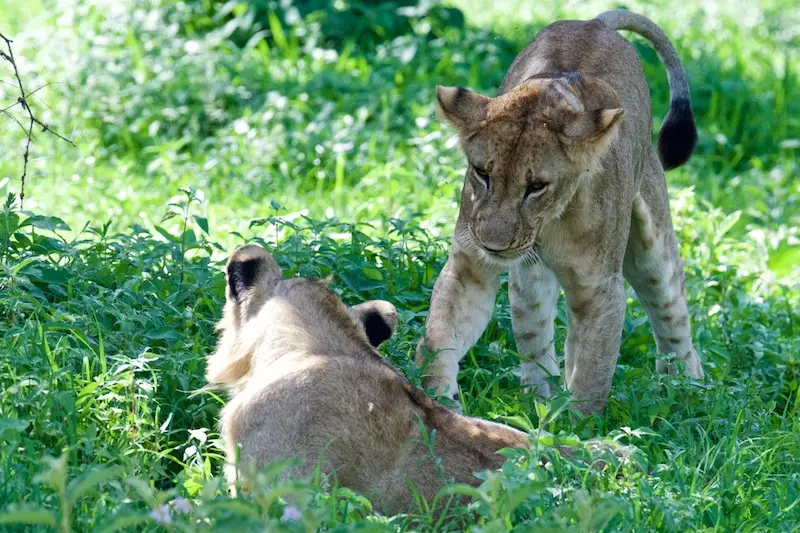 Tarangire297.jpg