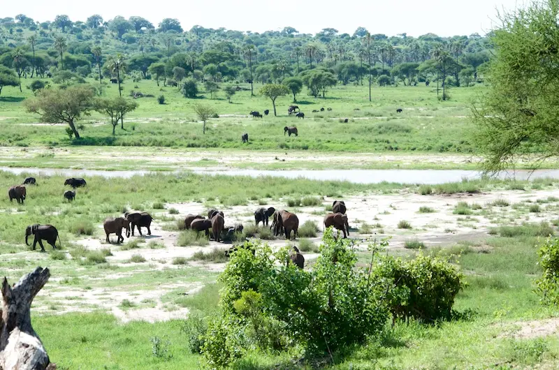 Tarangire301.jpg