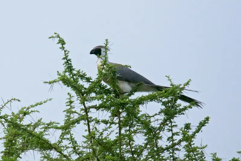 Tarangire308.jpg