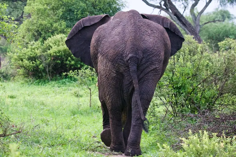 Tarangire309.jpg