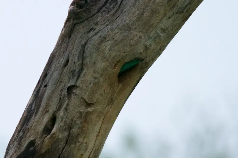 Tarangire310.jpg