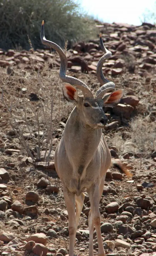 127Kudu.jpg
