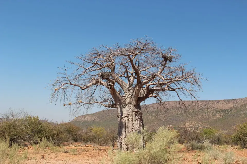 196Baobab.jpg