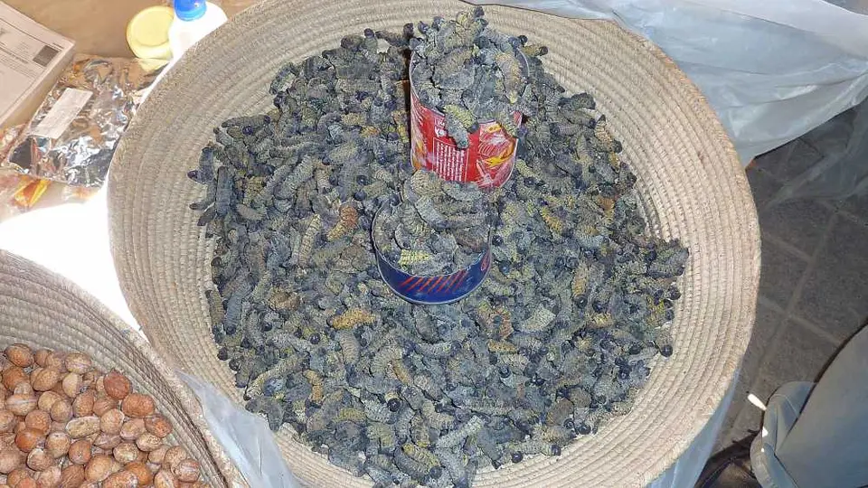Mopanewrmer.jpg