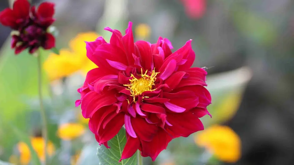 h0690d2c.jpg