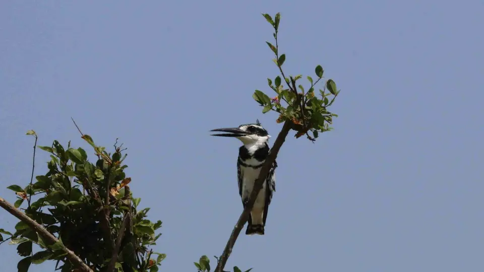 hf289265.jpg