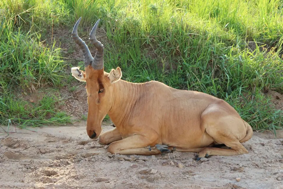 hfe06138.jpg