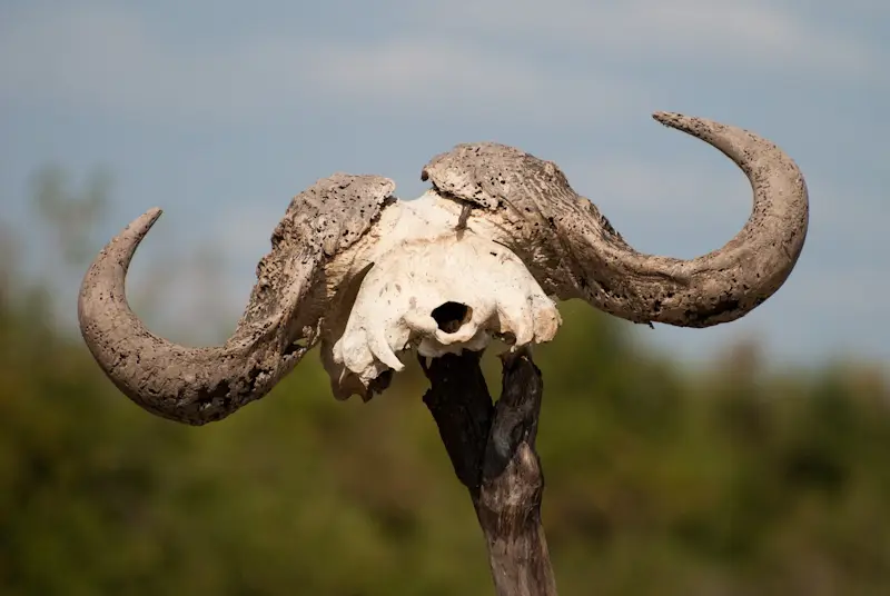Botswana_2009_1726.jpg