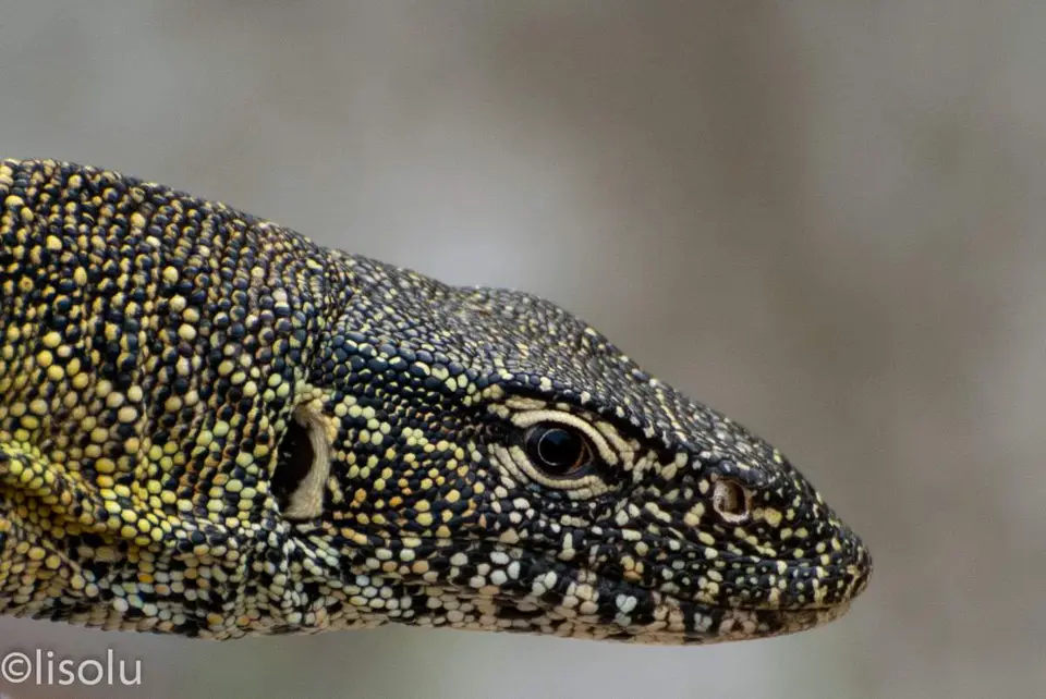 Tembe2012_100.jpg