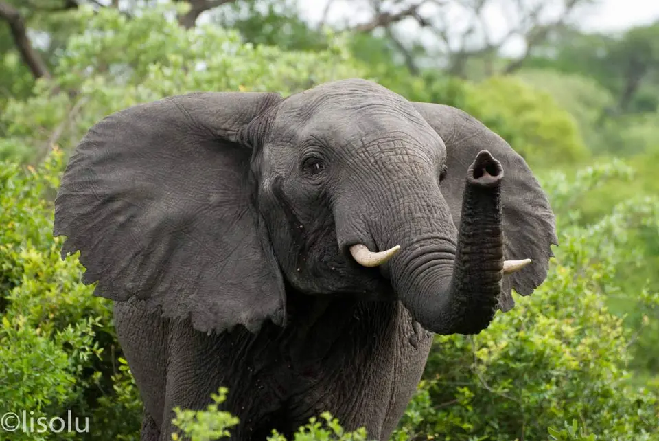 Tembe2012_102.jpg