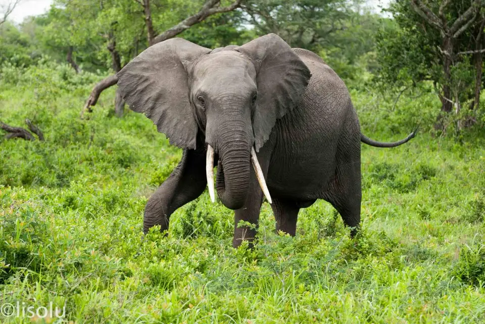 Tembe2012_104.jpg
