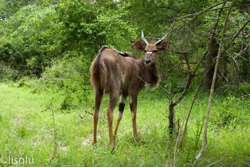 Tembe2012_105.jpg