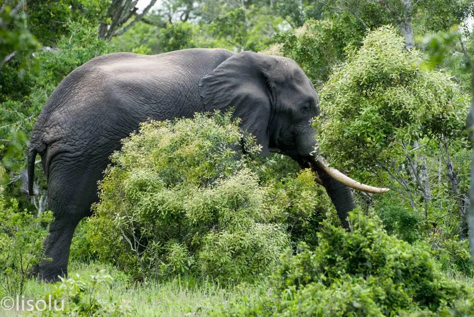 Tembe2012_109.jpg