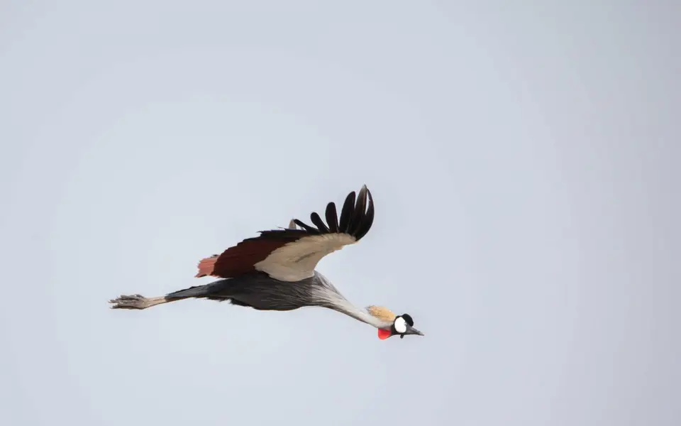 _MG_2799.jpg