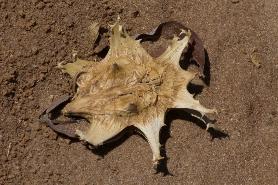 h0f8f61c.jpg