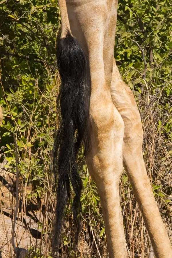 hebcee3a.jpg