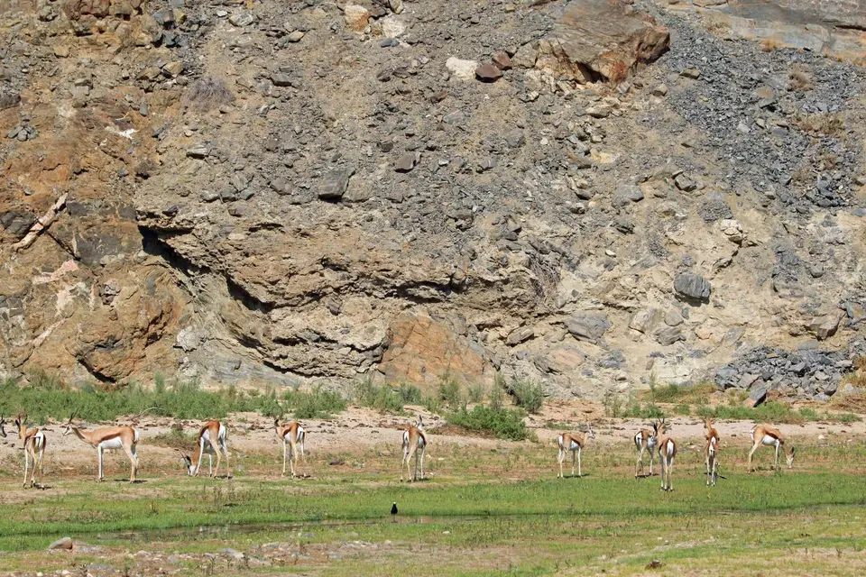 hed20f85.jpg