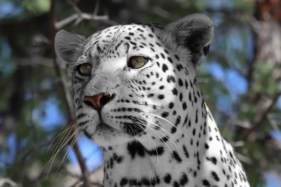 Leopard.jpg