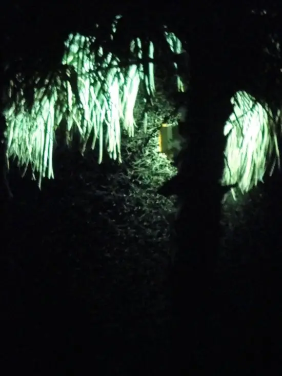 Onguma3.jpg
