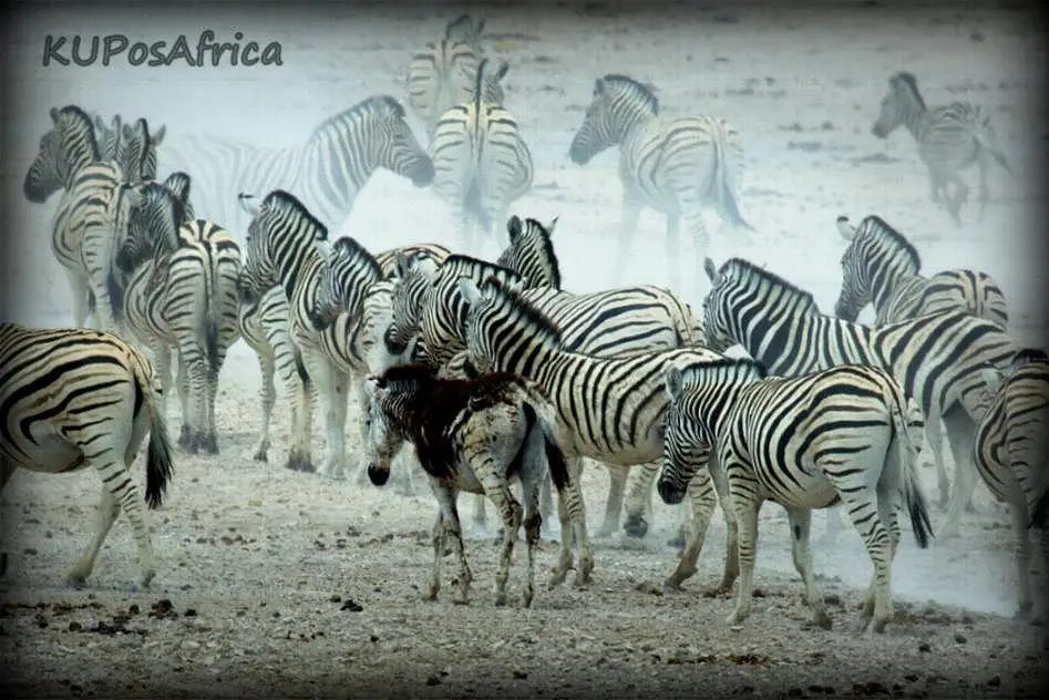 SchwarzesZebra.jpg