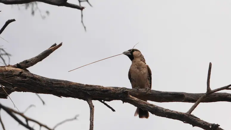 1Webervogel.jpg