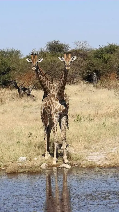 5-Giraffemit2Hlsen.JPG