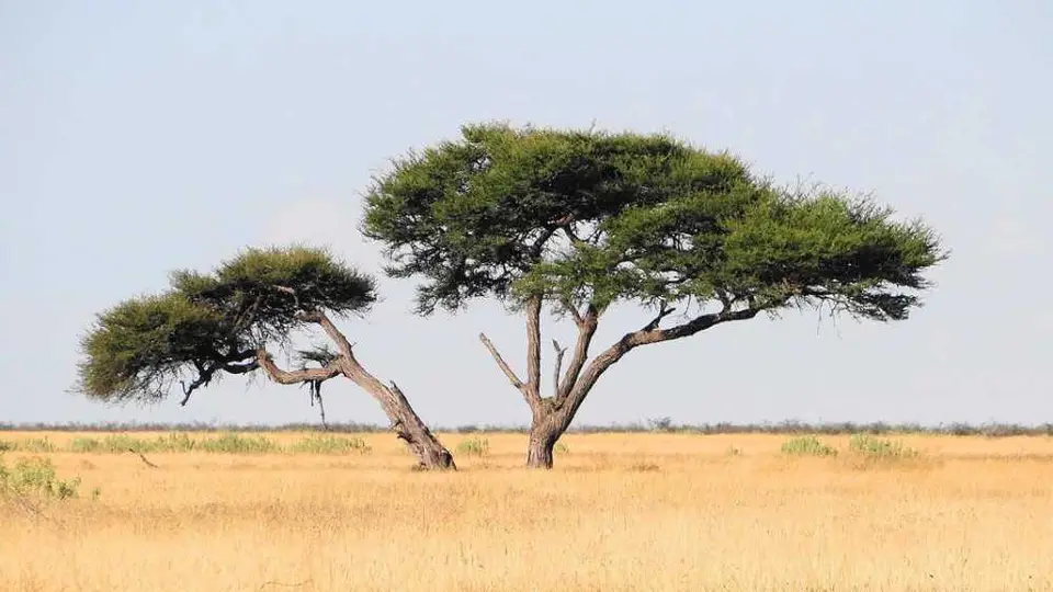 Baum_2012-07-11.JPG