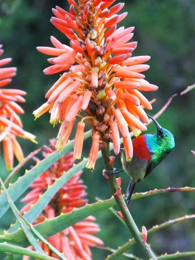 Beeeater.jpg