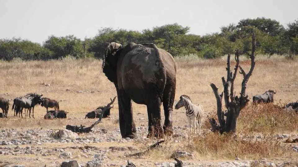Elefant.JPG