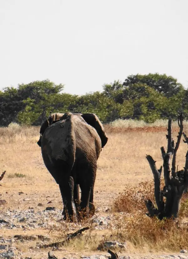 Elefant1.JPG
