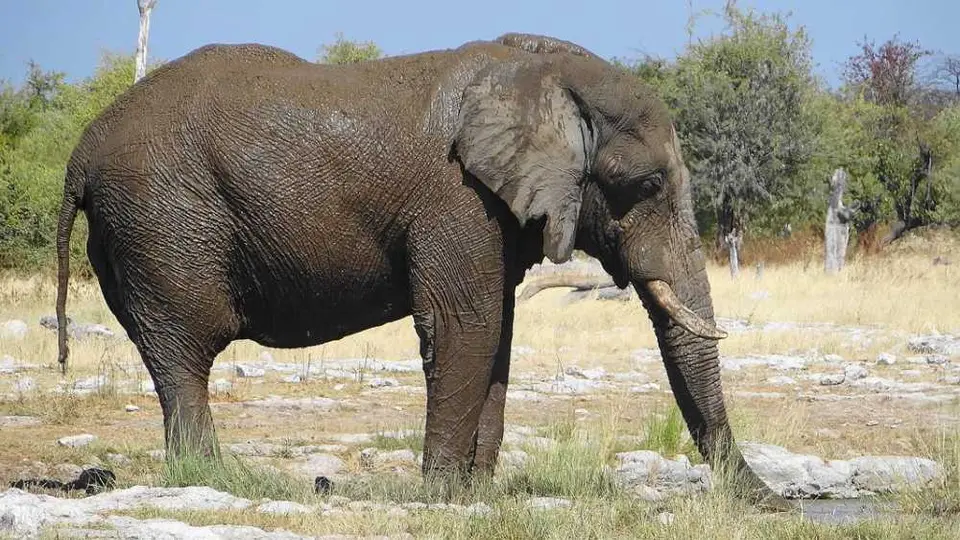 Elefant_2012-07-13.JPG