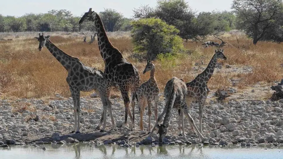 Giraffen2.JPG
