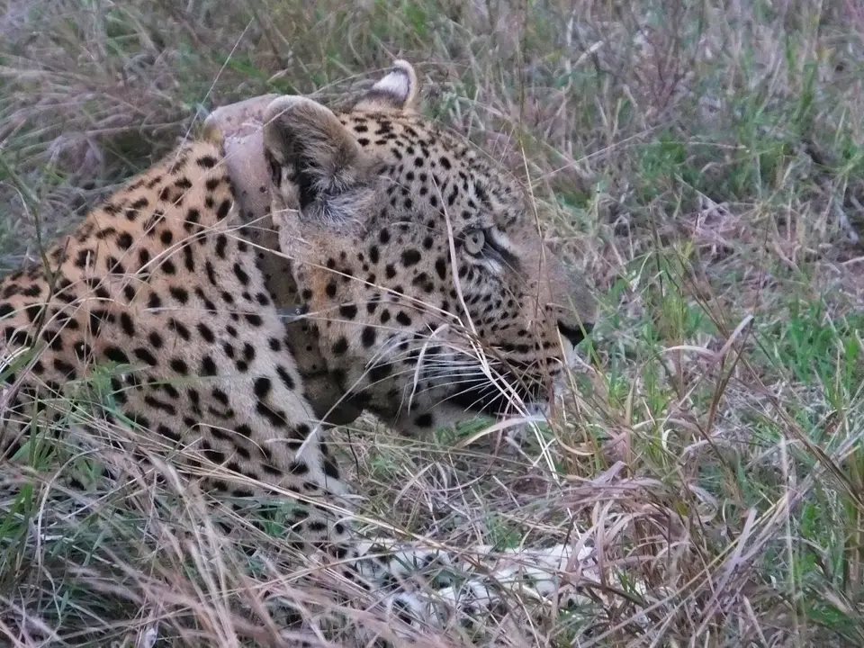 Leopard5.jpg