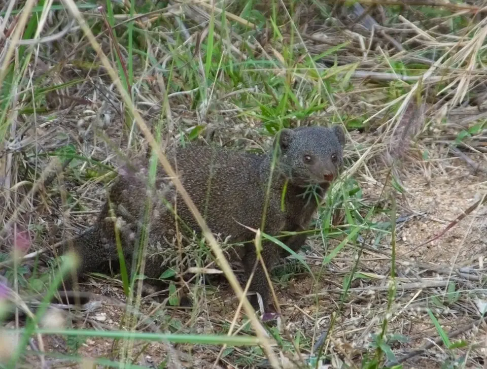 Mongoose.jpg