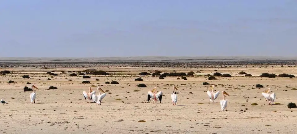 Pelikane2.jpg