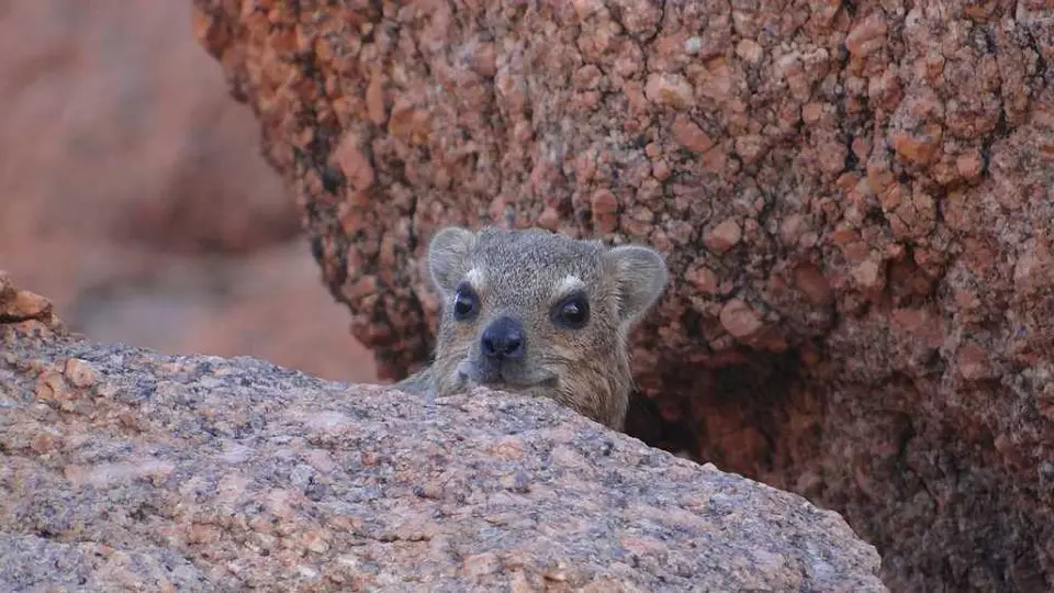 RockDassie2.JPG