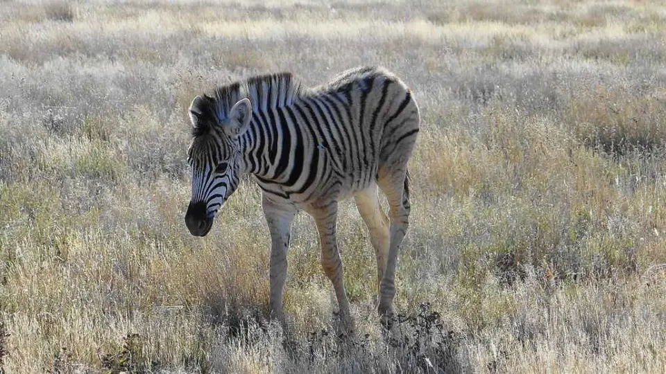 Zebrababy.JPG