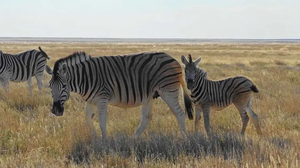 Zebramamaundbabay.JPG