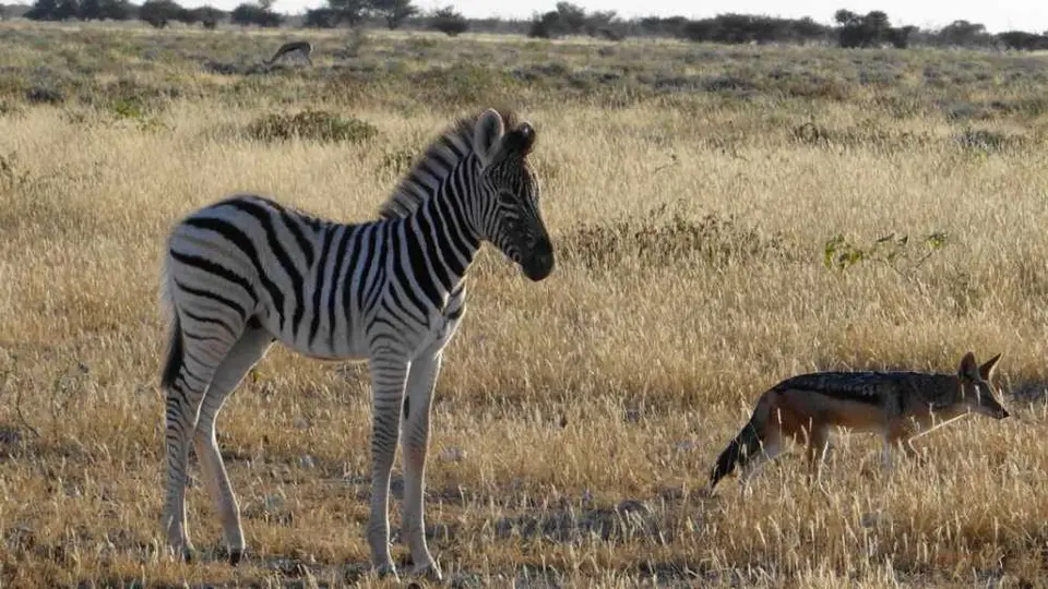 ZebraundSchakal2.JPG