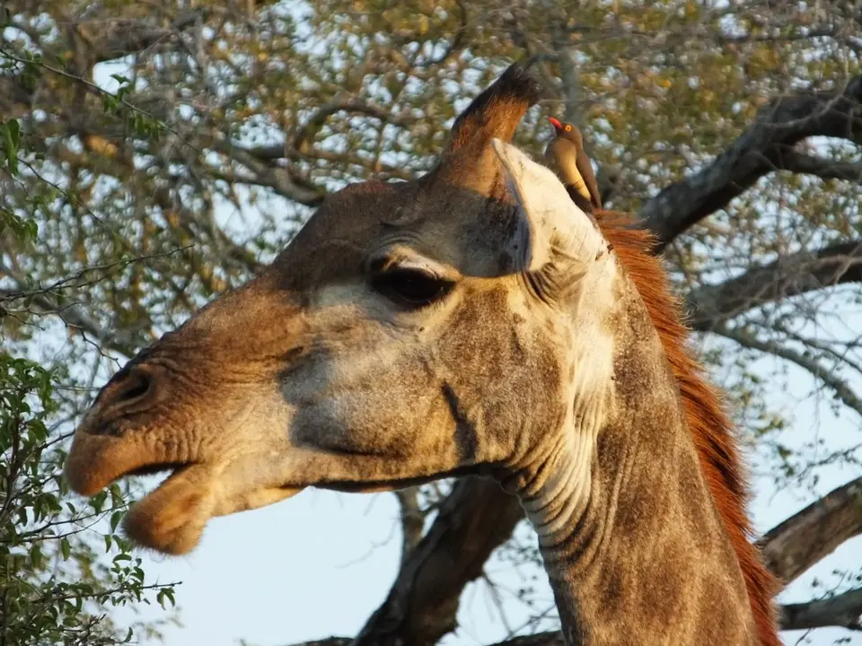 giraffe.JPG