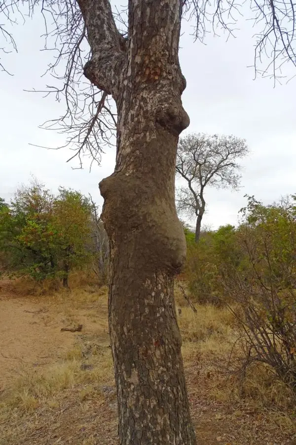 h4c10085.JPG