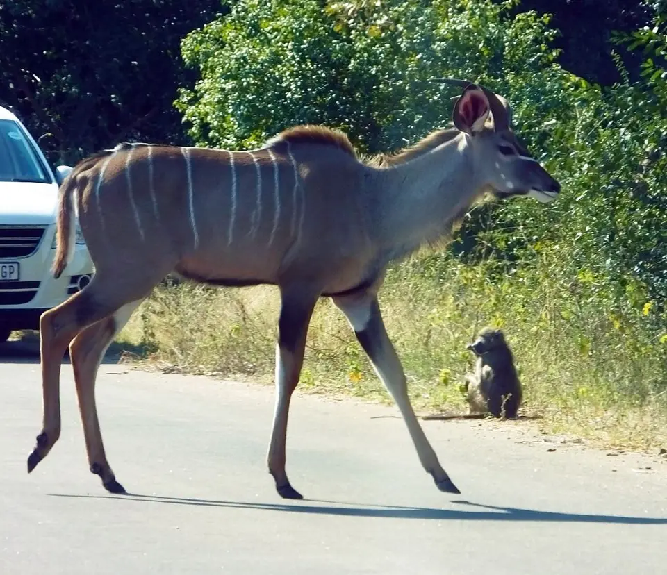 kudu.JPG