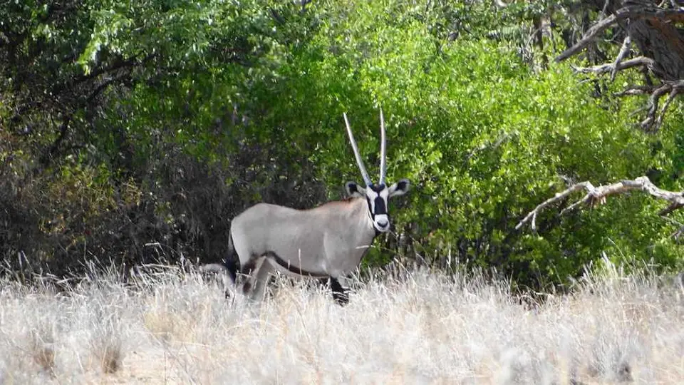 oryx.JPG